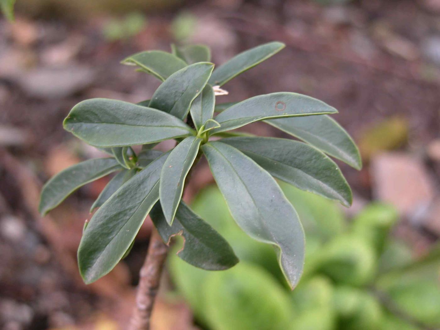 Spurge laurel leaf